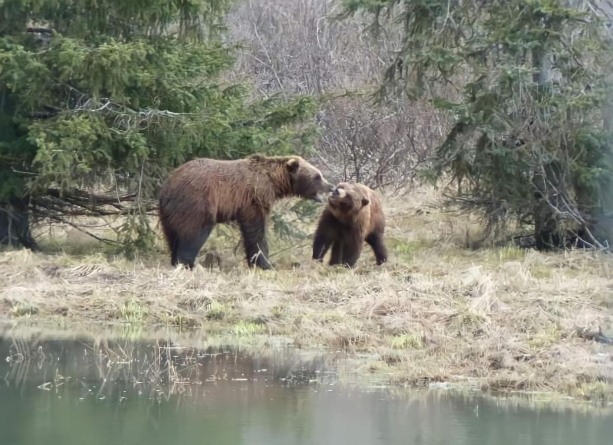 Alaska Grizzly Lodge Fairbanks Eksteriør bilde