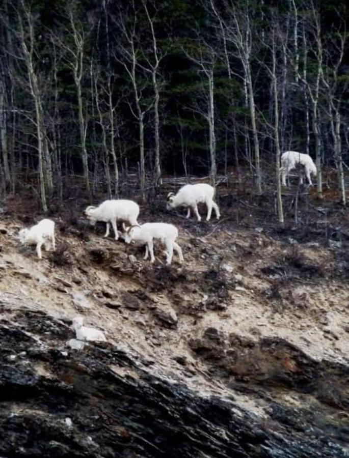 Alaska Grizzly Lodge Fairbanks Eksteriør bilde