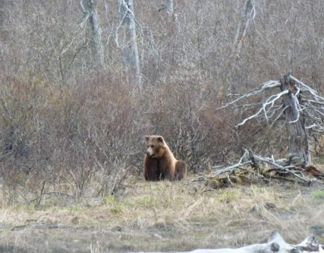 Alaska Grizzly Lodge Fairbanks Eksteriør bilde